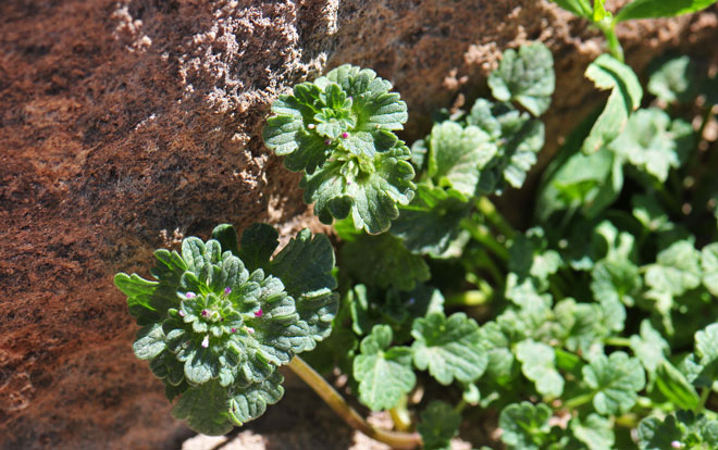 Lamium amplexicaule, Henbit